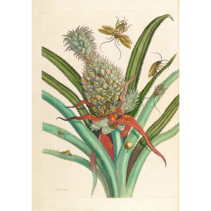 Pineapple Plant - Maria Sibylla Merian - Metamorphosis insectorum Surinamensium (2nd edition) – Museum quality giclee print by Heritage Prints