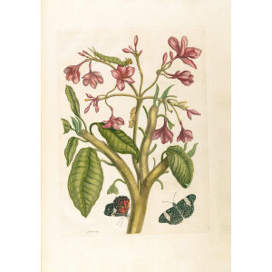 Red Jasmine Tree Plumeria Rubra - Maria Sibylla Merian - Metamorphosis insectorum Surinamensium (2nd edition) – Museum quality giclee print by Heritage Prints