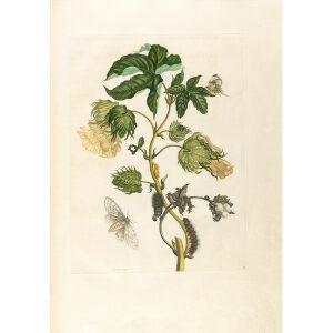 Cotton Plant - Maria Sibylla Merian - Metamorphosis insectorum Surinamensium (2nd edition) – Museum quality giclee print by Heritage Prints