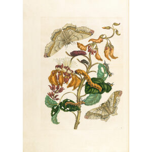 Coral Tree with Emperor Moth - Maria Sibylla Merian - Metamorphosis insectorum Surinamensium (2nd edition) – Museum quality giclee print by Heritage Prints