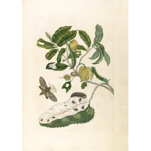 Soursop with Owlet Moth - Maria Sibylla Merian - Metamorphosis insectorum Surinamensium (2nd edition) – Museum quality giclee print by Heritage Prints