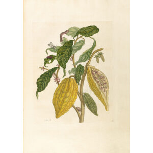 Cocoa Plant - Maria Sibylla Merian - Metamorphosis insectorum Surinamensium (2nd edition) – Museum quality giclee print by Heritage Prints