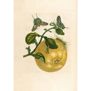 Grapefruit - Maria Sibylla Merian - Metamorphosis insectorum Surinamensium (2nd edition) – Museum quality giclee print by Heritage Prints