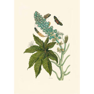 Racinis Butterfly & Greater Sacktail Castor Oil - Maria Sibylla Merian - Metamorphosis insectorum Surinamensium (2nd edition) – Museum quality giclee print by Heritage Prints