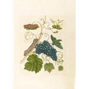 Purple Grapes - Maria Sibylla Merian - Metamorphosis insectorum Surinamensium (2nd edition) – Museum quality giclee print by Heritage Prints