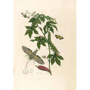 Cotton Leaf Jatropha & Mimicry Moth - Maria Sibylla Merian - Metamorphosis insectorum Surinamensium (2nd edition) – Museum quality giclee print by Heritage Prints