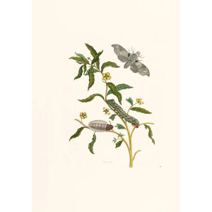 Emperor Moth - Maria Sibylla Merian - Metamorphosis insectorum Surinamensium (2nd edition) – Museum quality giclee print by Heritage Prints