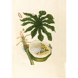 Papaya (3) - Maria Sibylla Merian - Metamorphosis insectorum Surinamensium (2nd edition) – Museum quality giclee print by Heritage Prints