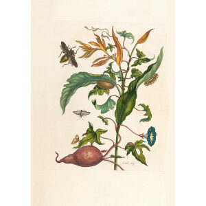 Sweet Potato -- Maria Sibylla Merian - Metamorphosis insectorum Surinamensium (2nd edition) – Museum quality giclee print by Heritage Prints