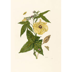 Hibiscus - Maria Sibylla Merian - Metamorphosis insectorum Surinamensium (2nd edition) – Museum quality giclee print by Heritage Prints