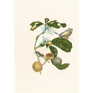 Swallow-tailed Butterfly & Passion Flower - Maria Sibylla Merian - Metamorphosis insectorum Surinamensium (2nd edition) – Museum quality giclee print by Heritage Prints