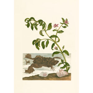 Female Toad and Young with Watercress - Maria Sibylla Merian - Metamorphosis insectorum Surinamensium (2nd edition) – Museum quality giclee print by Heritage Prints