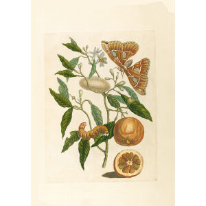 Lemon (2) - Maria Sibylla Merian - Metamorphosis insectorum Surinamensium (2nd edition) – Museum quality giclee print by Heritage Prints