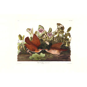 John James Audubon Birds of America Plate 167 Key West Dove Giclée Print