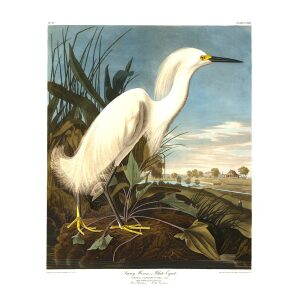 Birds of America Snowy Heron or White Egret Plate 242 Heritage Prints