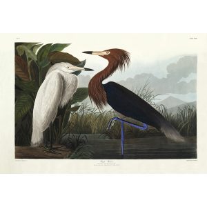 Audubon Birds of America. Purple Heron and Reddish Egret, Plate 256. Museum quality giclee print. Heritage Prints