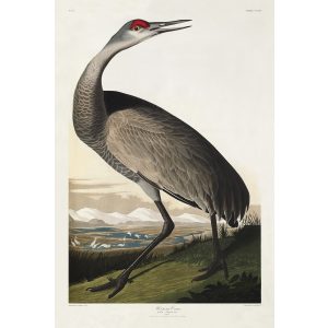 John James Audubon Birds of America Plate 261 Whooping Crane Giclée Print