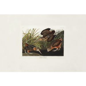 John James Audubon Birds of America Plate 268 American Woodcock Giclée Print