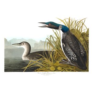 John James Audubon Birds of America Plate 306 Great Northern Diver or Loon Giclée Print