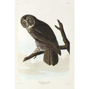 John James Audubon Birds of America Plate 351 Great Cinereous Owl Giclée Print