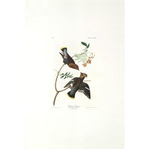 John James Audubon Birds of America Plate 363 Bohemian Chatterer Giclée Print