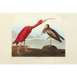 John James Audubon Birds of America Plate 397 Scarlet Ibis Giclée Print