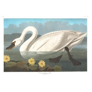 John James Audubon Birds of America Plate 411 Common American Swan Giclée Print