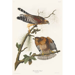 John James Audubon Birds of America Plate 056 Red Schoulderd Hawk Giclée Print Special Edition