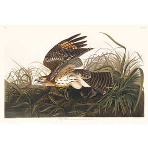 John James Audubon Birds of America Plate 071 Winter Hawk Giclée Print