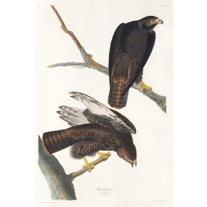 John James Audubon Birds of America Plate 086 Black Warrior Giclée Print