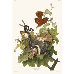 Ferruginous Thrush John James Audubon Birds of America Plate 116 Ferruginous Thrush Giclée Print