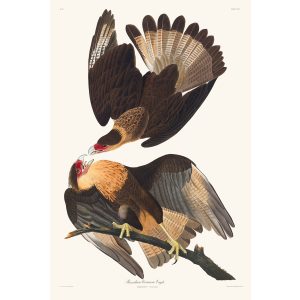 John James Audubon Birds of America Plate 161 Brasilian Caracara Eagle Giclée Print