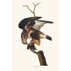 John James Audubon Birds of America Plate 166 Rough Legged Hawk Giclée Print