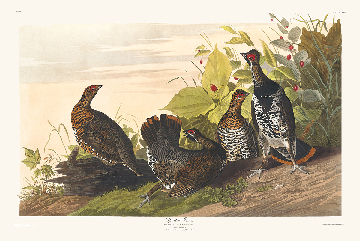 John James Audubon Birds of America Plate 176 Spotted Grouse Giclée Print