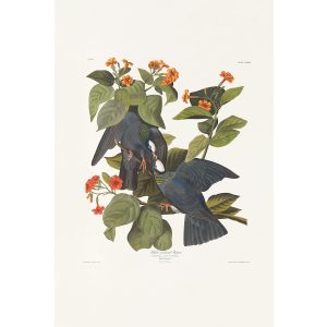 Audubon Birds of America. White crowned Pigean, Plate 177. Museum quality giclee print. Heritage Prints