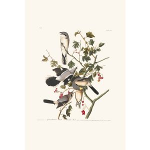 John James Audubon Birds of America Plate 192 Great American Shrike Giclée Print