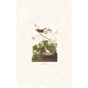 Audubon Birds of America. Lincoln Finch, Plate 193. Museum quality giclee print. Heritage Prints