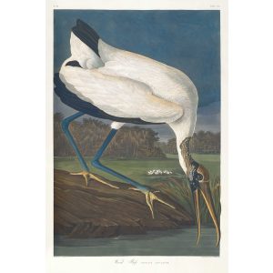 Audubon Birds of America. Wood Ibis, Plate 216. Museum quality giclee print. Heritage Prints