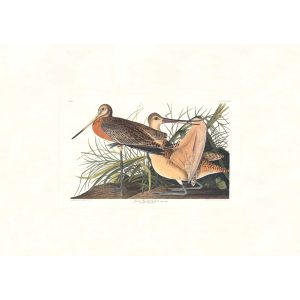 Audubon Birds of America. Great Marbled Godwit, Plate 238. Museum quality giclee print. Heritage Prints