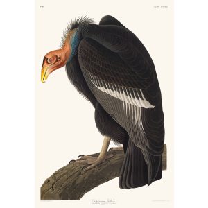 John James Audubon Birds of America Plate 426 Californian Vulture Giclée Print