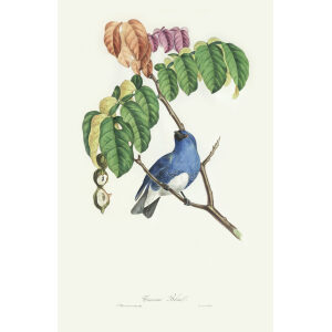 Tersine Bleue. Jean-Théodore Descourtilz – Brilliant Birds of Brazil or Oiseau Brillans du Brésil – Heritage Prints – Museum Quality Giclee Prints