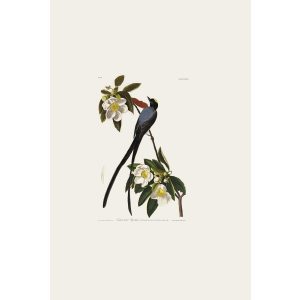 Birds of America Audubon Forked tailed Flycatcher Plate 168