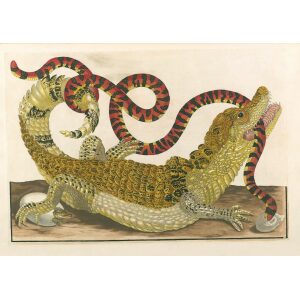 Caiman - Maria Sibylla Merian - Metamorphosis insectorum Surinamensium (2nd edition) – Museum quality giclee print by Heritage Prints