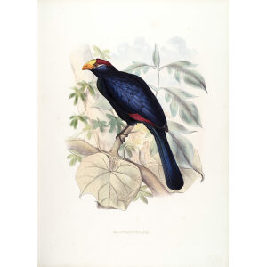 Schlegel-De Toerako's. Musophaga Violacea. Giclee Print Violet Turaco