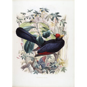 Schlegel-De Toerako's. Musophaga Rossae. Giclee Print Ross's Turaco