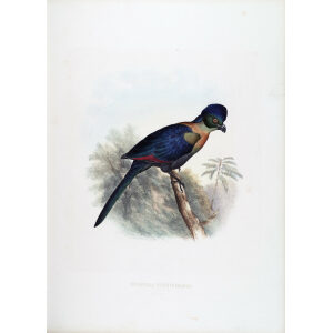 Schlegel-De Toerako's. Musophaga Porphyreolopha. Giclee Print Purple crested Turaco