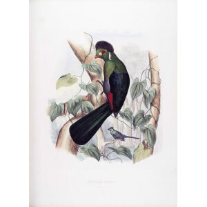 Schlegel-De Toerako's. Musophaga Leucotis, Giclee Print. White cheeked Turaco