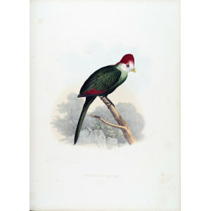 Schlegel-De Toerako's. Musophaga Erythrolopha. Giclee Print Red crested Turaco