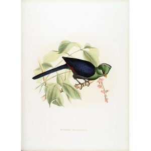 Schlegel-De Toerako's. Musophaga Macrohynchuo. Giclee Print Yellow Beaked Turaco