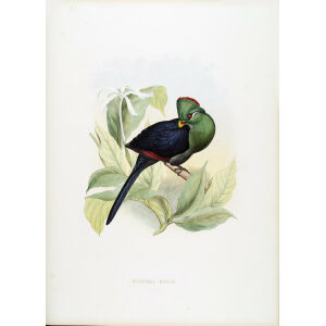 Schlegel De Toerako's. Musophaga Meriani. Giclee Print Yellow billed Turaco Museum quality giclee print Heritage Prints